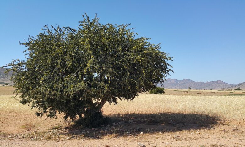 Photo d'illustration d'un article sur les distinctions de l'UNESCO pour l'arganier et l'huile d'argan