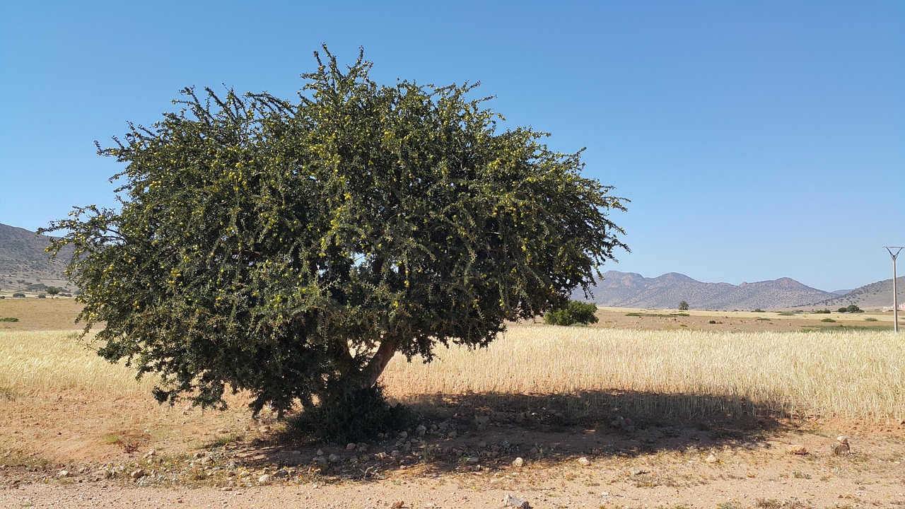 Photo d'illustration d'un article sur les distinctions de l'UNESCO pour l'arganier et l'huile d'argan