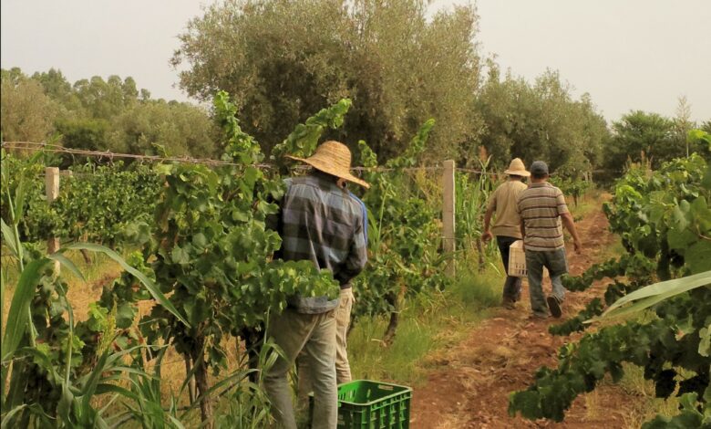 vendanges Essaouira