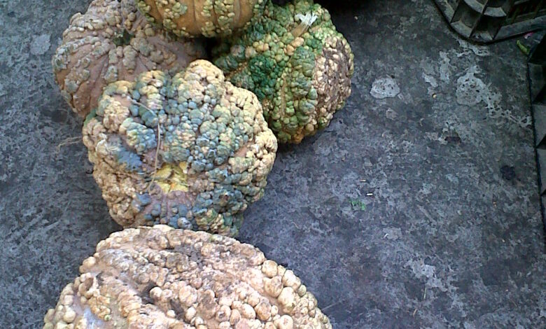 citrouille et courge