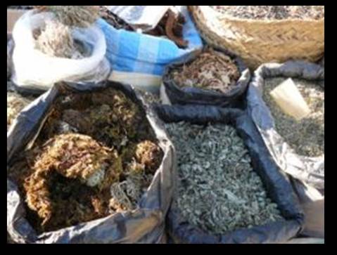 Plantes médicinales maroc.