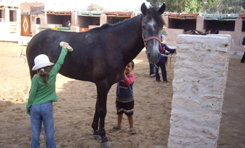centre équestre Ranch de Diabat Essaouira