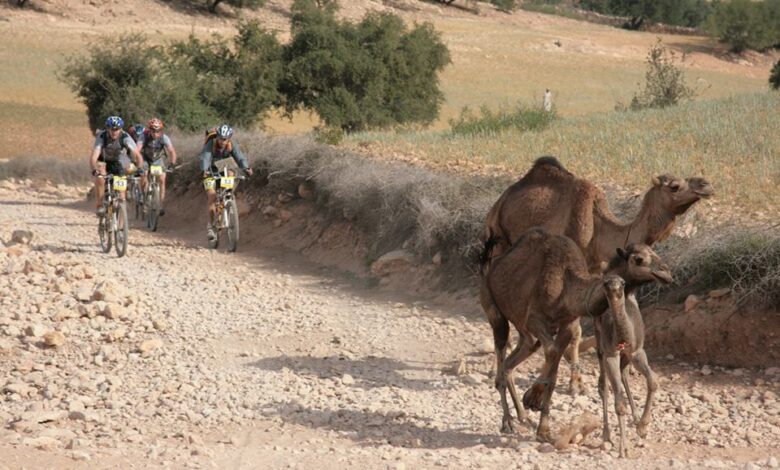 Transmarocaine 2018