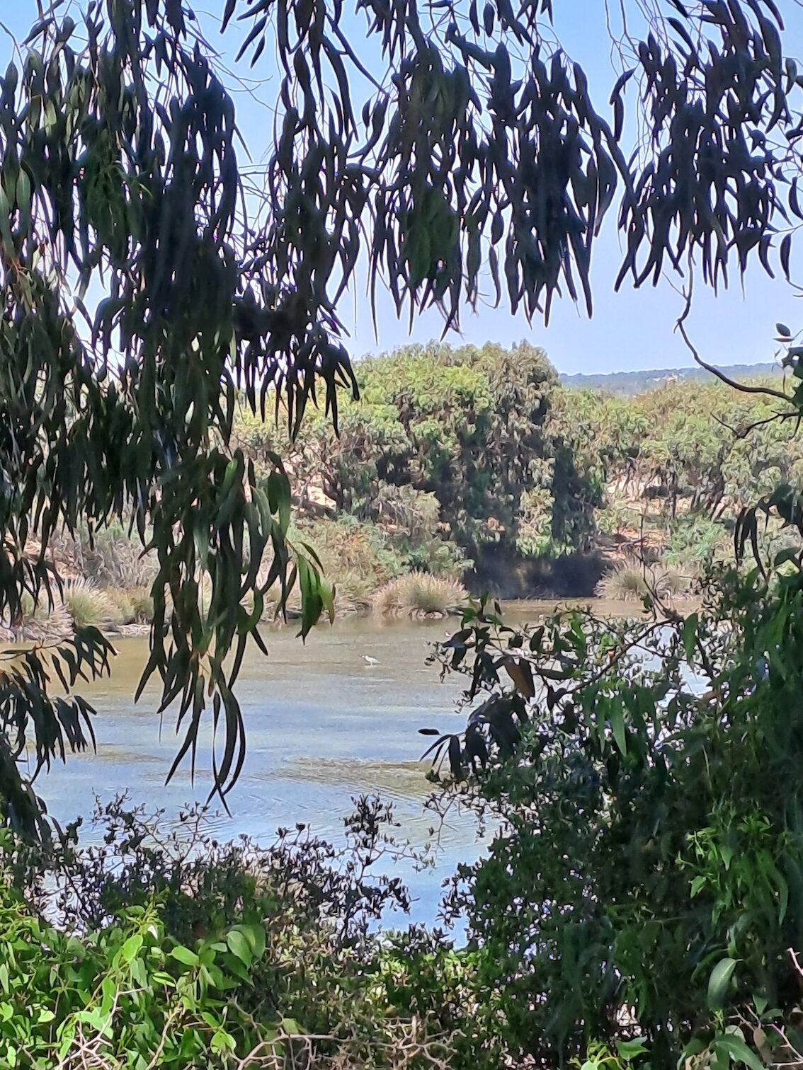 Photo des lagunes d'Essaouira, dans la forêt du quartier Al Bouhaira