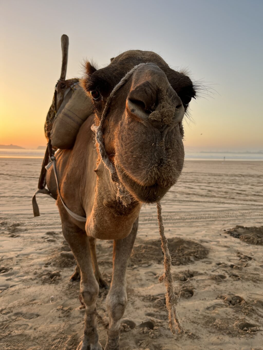 plage essaouira