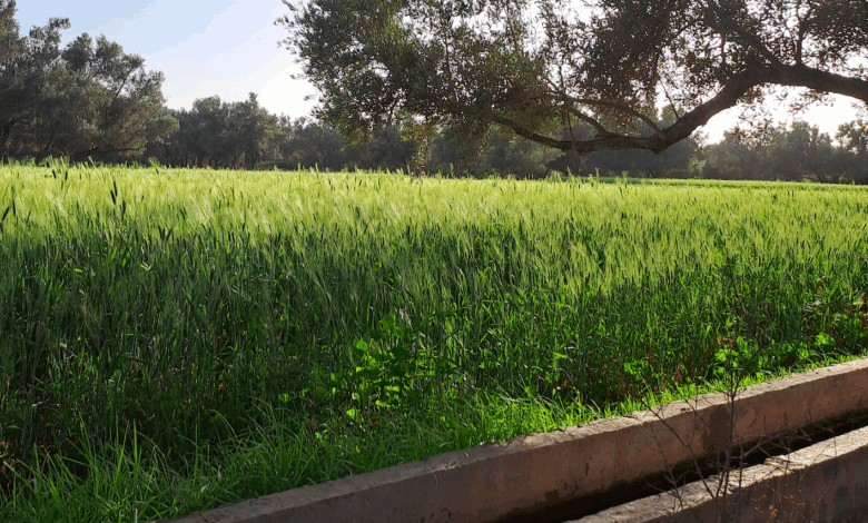 Oasis Ain Ahjar Essaouira