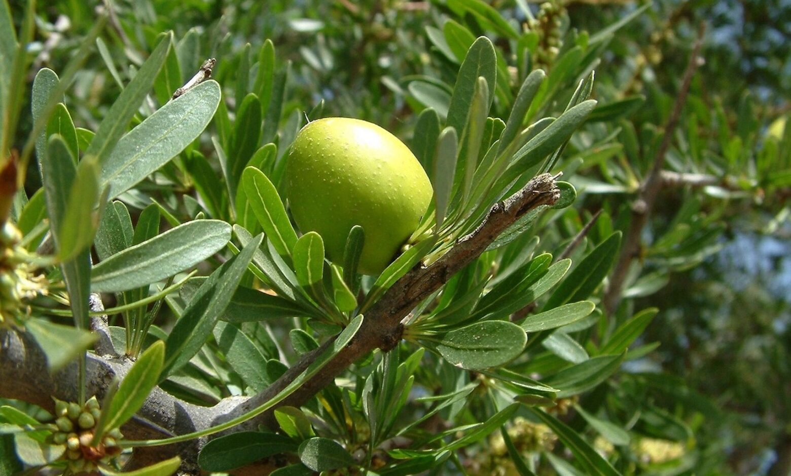 Photo d'illustration d'un article sur la Journée Internationale de l'arganier, célébrée le 10 mai